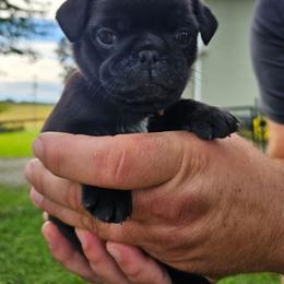Sir Talks a Lot - Black male Pug puppy in Watertown, Wisconsin from Lil'Farm Pugs