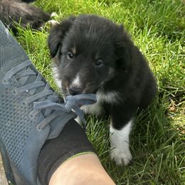 Grey - Black white and tan male Shetland Sheepdog puppy in Fontanelle, Iowa from Jensen Farms Shelties
