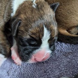 Boxer Puppies from Fineview Boxers