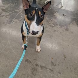 Maizy - Miniature Bull Terrier