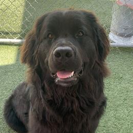 Olive - Newfoundland