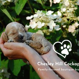 Cockapoo Puppies from Chesley Hill Cockapoos
