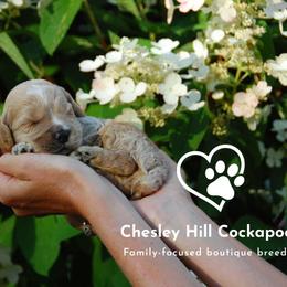 Cockapoo Puppies from Chesley Hill Cockapoos