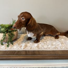 Boy 3 - male Dachshund puppy in Omaha, Nebraska from Colorful Dachshunds