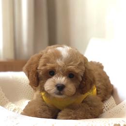 Companion Cross, Maltese, Maltipoo, Poodle, and Shihpoo All Grown Up from GlamPaw Maltipoos