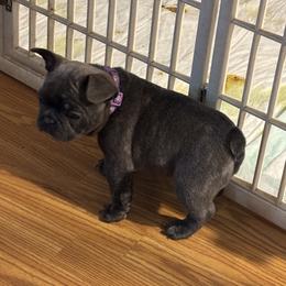 Gidget - Blue female French Bulldog puppy in Alabama from Southern Bulldogs