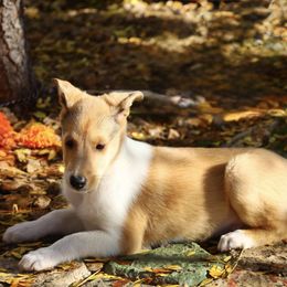 Edie - Sable female Collie puppy in Nine Mile Falls, Washington from Glenelg Collies