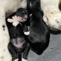 Cocker Spaniel Puppies from Skyhigh Kennels