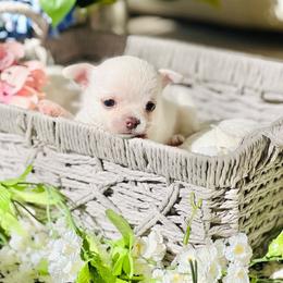 Amelia Rose - Cream and white female Chihuahua puppy in Oviedo, Florida from ROYALCHIHUAHUAPUPPY