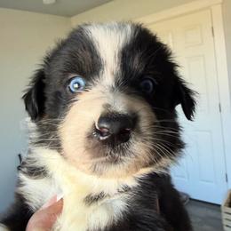 Daffodil - Black & white female Australian Shepherd puppy in Ellensburg, Washington from Creekside Aussies