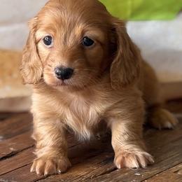 Celeste - Red female Dachshund puppy in Pflugerville, Texas from Dream A Dream Dachshunds