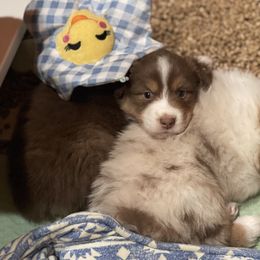 Australian Shepherd Puppies from BellSharps Australian Shepherds