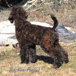 Poodle Puppies from Sapphire Poodles