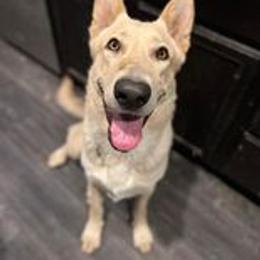 German Shepherd Puppies from K & Q Shepherds