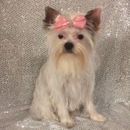 Lilo - Yorkshire Terrier