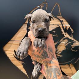 Female 2 - Gray brindle female Cane Corso puppy in Cashion, Oklahoma from APEXOK Cane Corsos LLC
