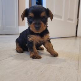 Yorkshire Terriers from Erik Farm