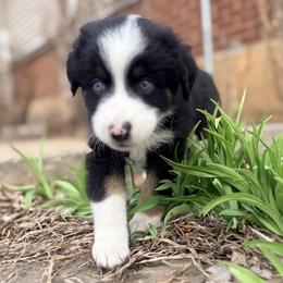 Sherman (ASDR and AKC) - Black tri male Miniature Australian Shepherd puppy in Stockton, Missouri from Kizmit Farmz