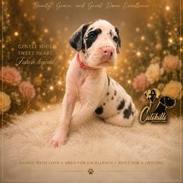 Farrah - Harlequin female Great Dane puppy in Liberty, New York from Catskills Greatest Danes
