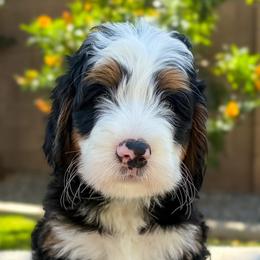 Show Low - Tri-color male Bernedoodle puppy in Gilbert, Arizona from 5280 Bernedoodles