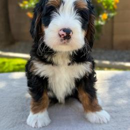 Show Low - Tri-color male Bernedoodle puppy in Gilbert, Arizona from 5280 Bernedoodles