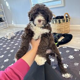 Portuguese Water Dog Puppies from Cornerstones Porties
