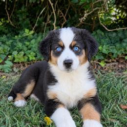Benny- Has Tail and Videos - Black tri-color male Australian Shepherd puppy in Troy, South Carolina from Lana Corley- Australian Shepherds of 3/W Farms
