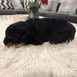 Sugar - Black and mahogany female Rottweiler puppy in Parker, Colorado from Denver Rotties