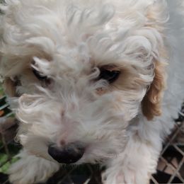 Assorted Doodle Crosses, Aussiedoodles, Cockapoos, and Poodles from Lucky Pup Meadows
