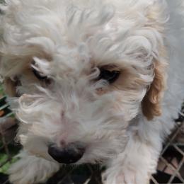 Assorted Doodle Crosses, Aussiedoodles, Cockapoos, and Poodles from Lucky Pup Meadows