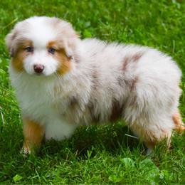 Rose - Red merle female Australian Shepherd puppy in Easton, Missouri from MMA Kennel