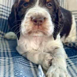 Boy 4 - Liver white and tan male English Springer Spaniel puppy in Livingston, Montana from Yellowstone Springers