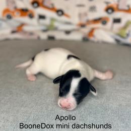 Boy 3 - Black and tan male Dachshund puppy in Lexington, Oklahoma from Terry's Dachshunds (BooneDox Mini Dachshunds)
