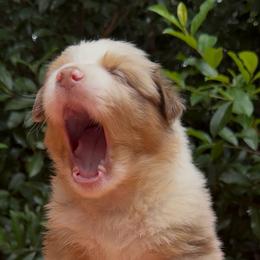 Parsley - Red merle male Australian Shepherd puppy in Inverness, Florida from Swamp Puppy Canine Kennel