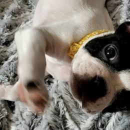 Boston Terriers from Cristi's Favorite Bostons