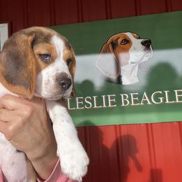 Beagle Puppies from Leslie Beagles of Leslie Farm