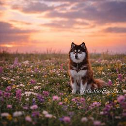 Sitka - Pomsky