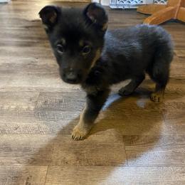 Medium Blue Collar Boy - Black and tan male German Shepherd puppy in Rockbridge, Ohio from Sandy’s Shepherds