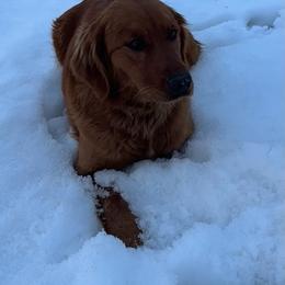 Bella - Golden Retriever