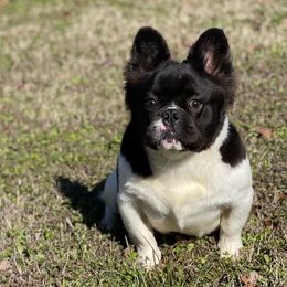 Hairy - French Bulldog