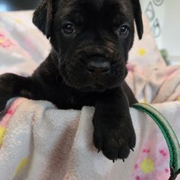 Green Collar - Black male Cane Corso puppy in Pylesville, Maryland from Safe Haven Cane Corso