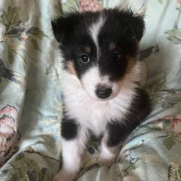Risen - Black white and tan female Shetland Sheepdog puppy in Kerville, Texas from Cedar Hill Kennels