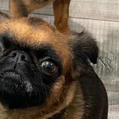 Willow - Brussels Griffon