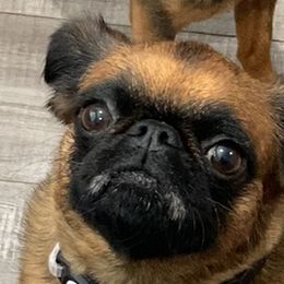 Willow - Brussels Griffon