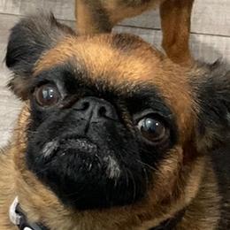 Willow - Brussels Griffon
