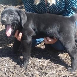 Labrador Retriever Puppies from Buffalo Valley Breeders