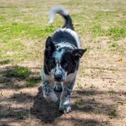 Border Collie, Golden Retriever, and Sporty Mix Puppies from Turbo Border Collies & Coltrievers