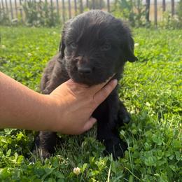 Purple - Black male Newfoundland puppy in Great Falls, Montana from True North Newfoundlands