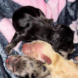 Girl 1 - Black and cream female Dachshund puppy in Cattaraugus County, New York from H&C’s Dachshunds and Retrievers