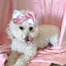 Luna - Poodle